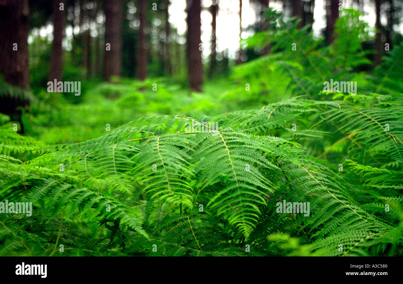 a fern in a forest Stock Photo
