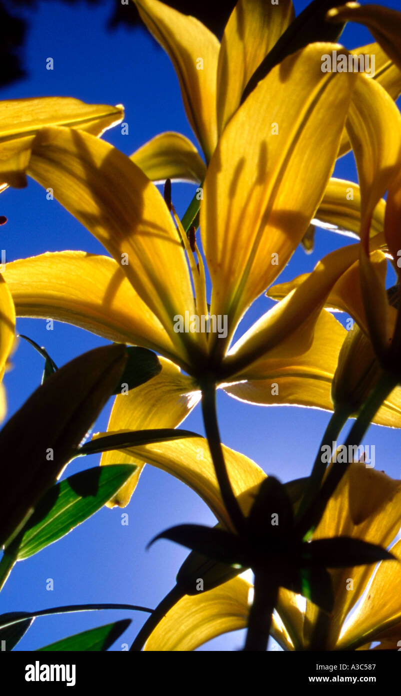 Yellow Asiatic Lily Stock Photo - Alamy