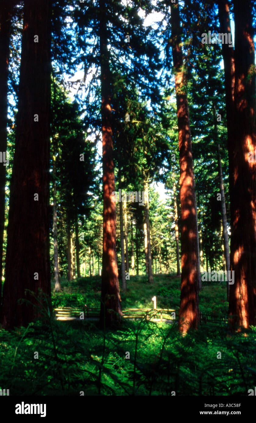 red wood trees Stock Photo