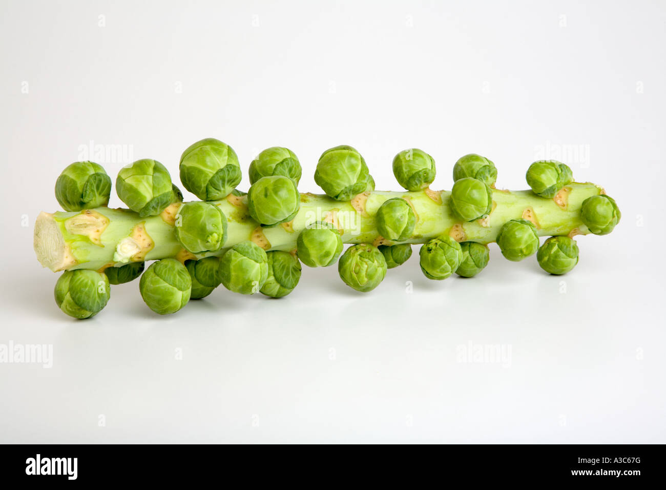 Brussel sprouts tree hi-res stock photography and images - Alamy
