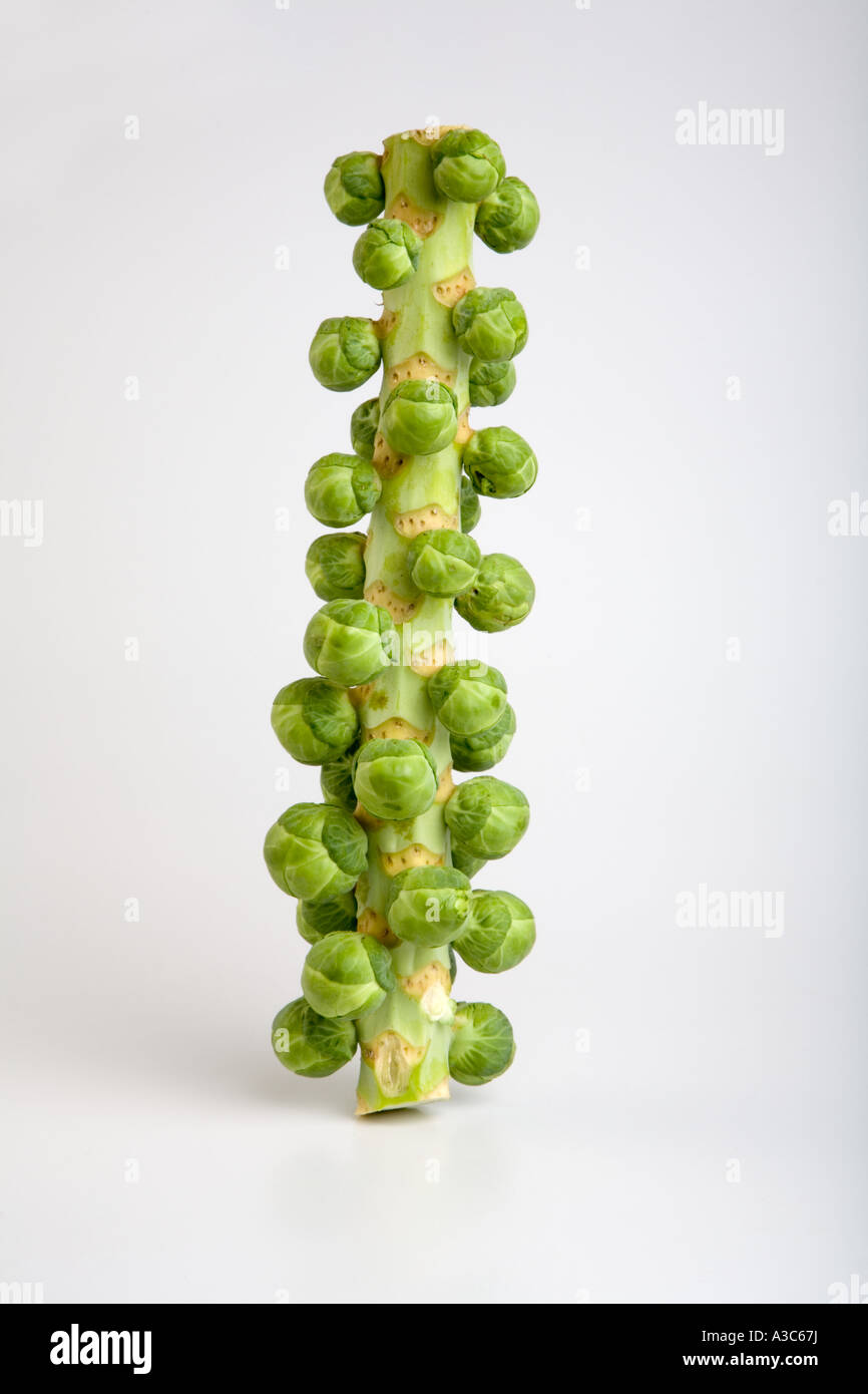 Brussel sprouts stem Stock Photo - Alamy
