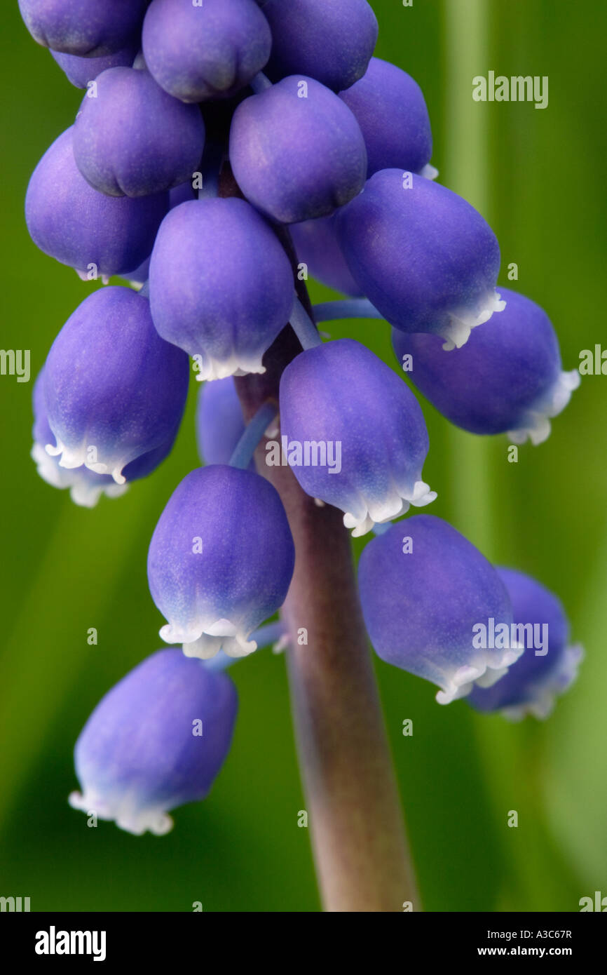 Baby's Breath or Grape Hyacinth (Gypsophila muralis) Stock Photo