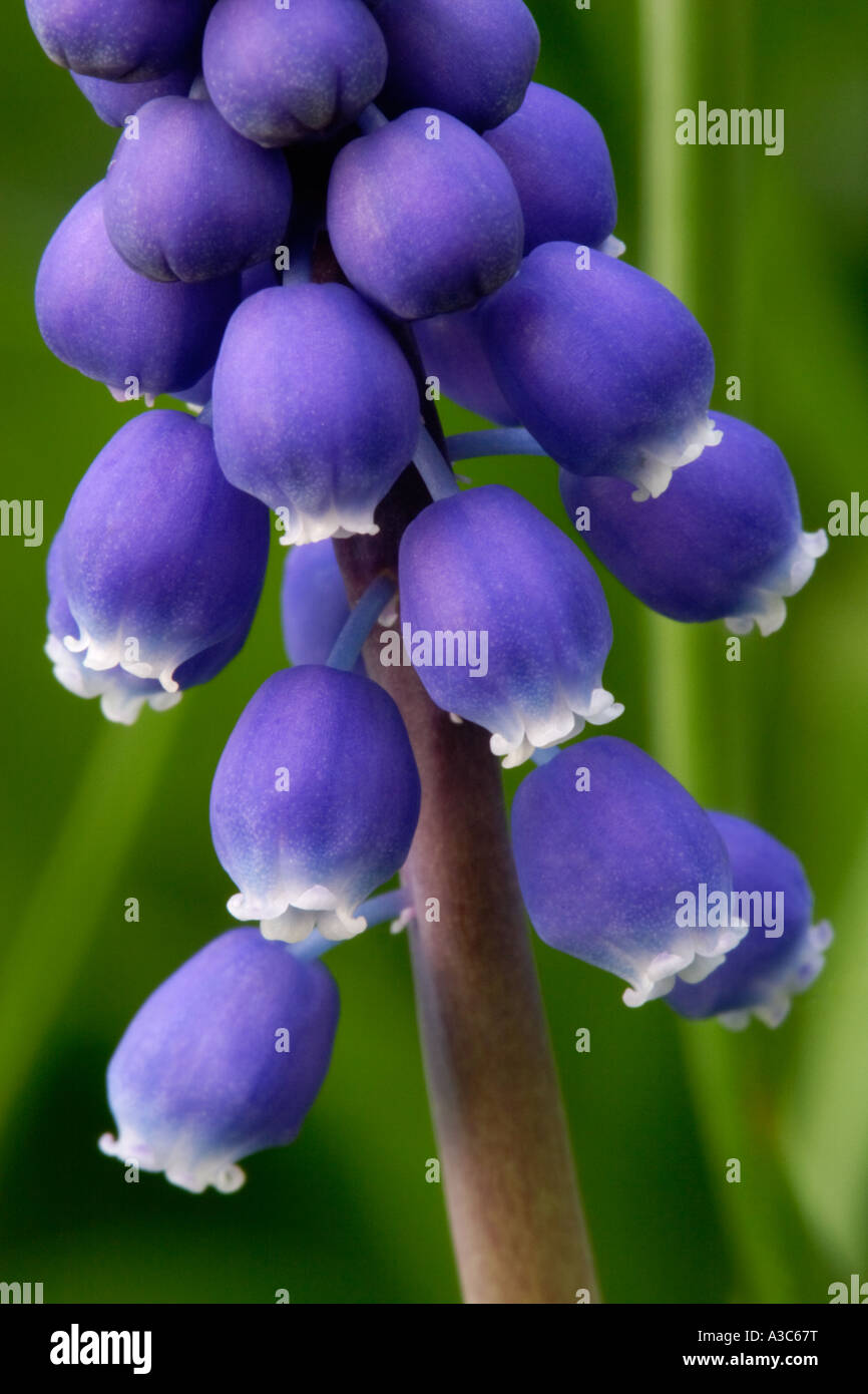 Baby's Breath or Grape Hyacinth (Gypsophila muralis) Stock Photo