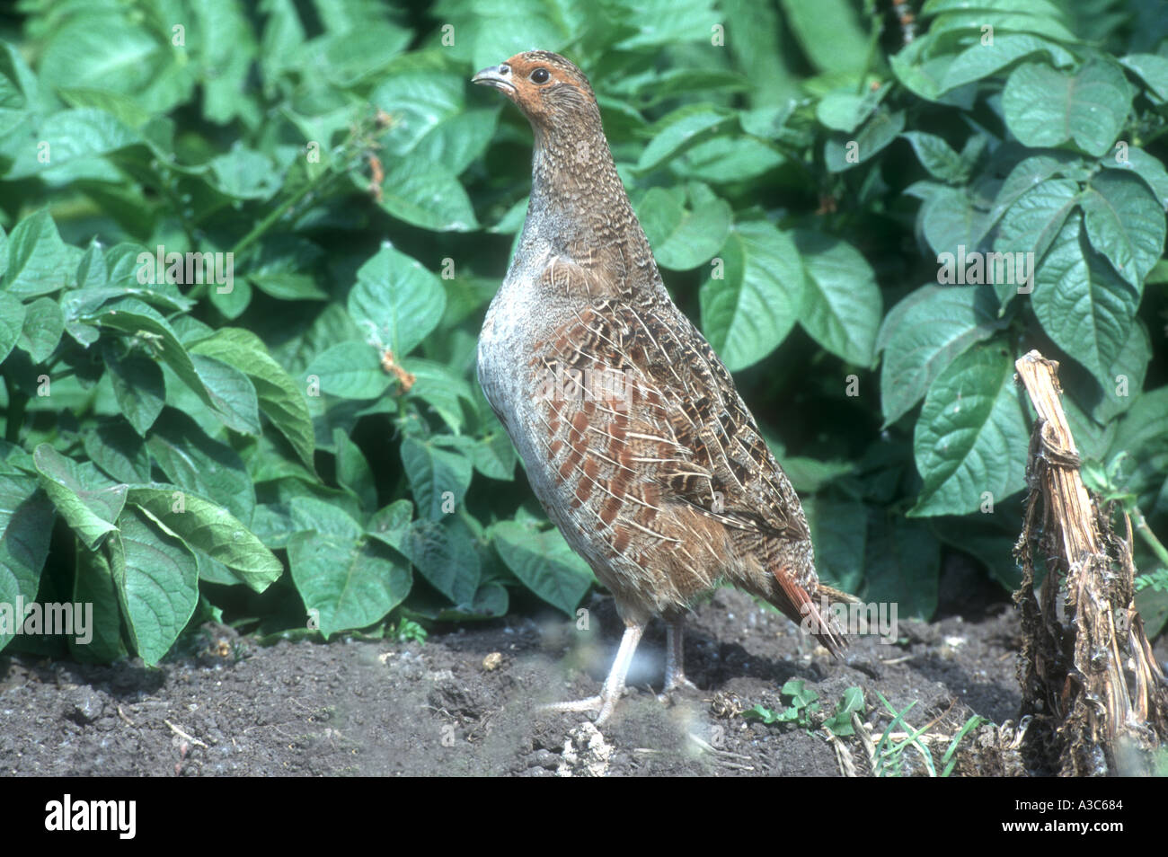 GREY PARTRIDGE Perdix perdix Stock Photo - Alamy
