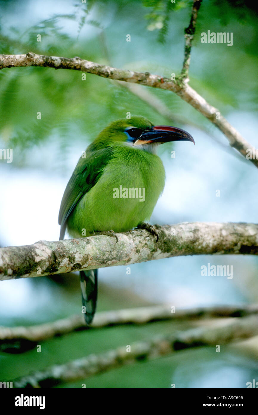 Groove billed toucanet GROVE BILLED TOUCANET Aulacorhynchus sulcatus Stock Photo