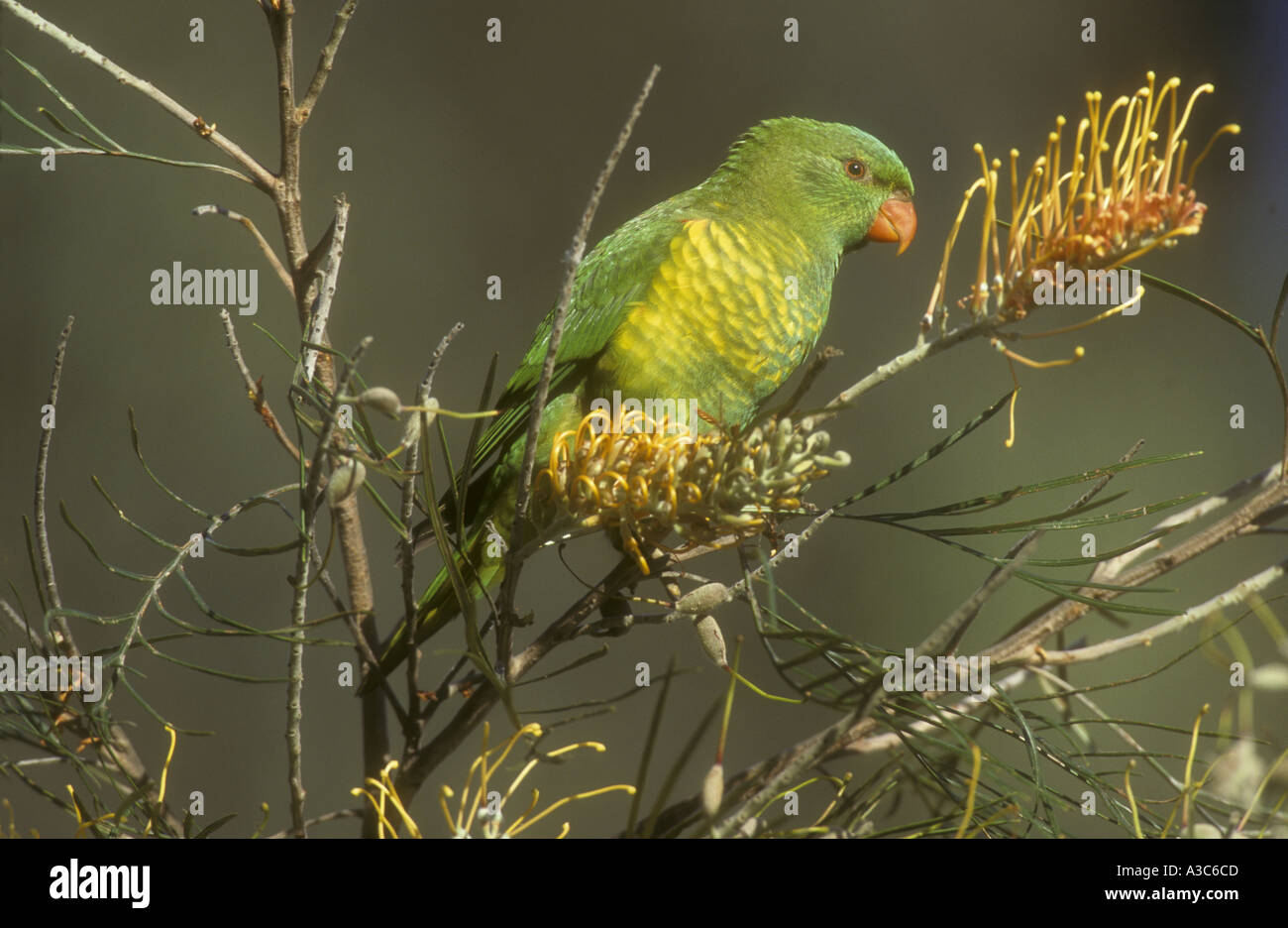 SCALY BREASTED LORIKEET Trichoglossus chlorolepidotus Stock Photo