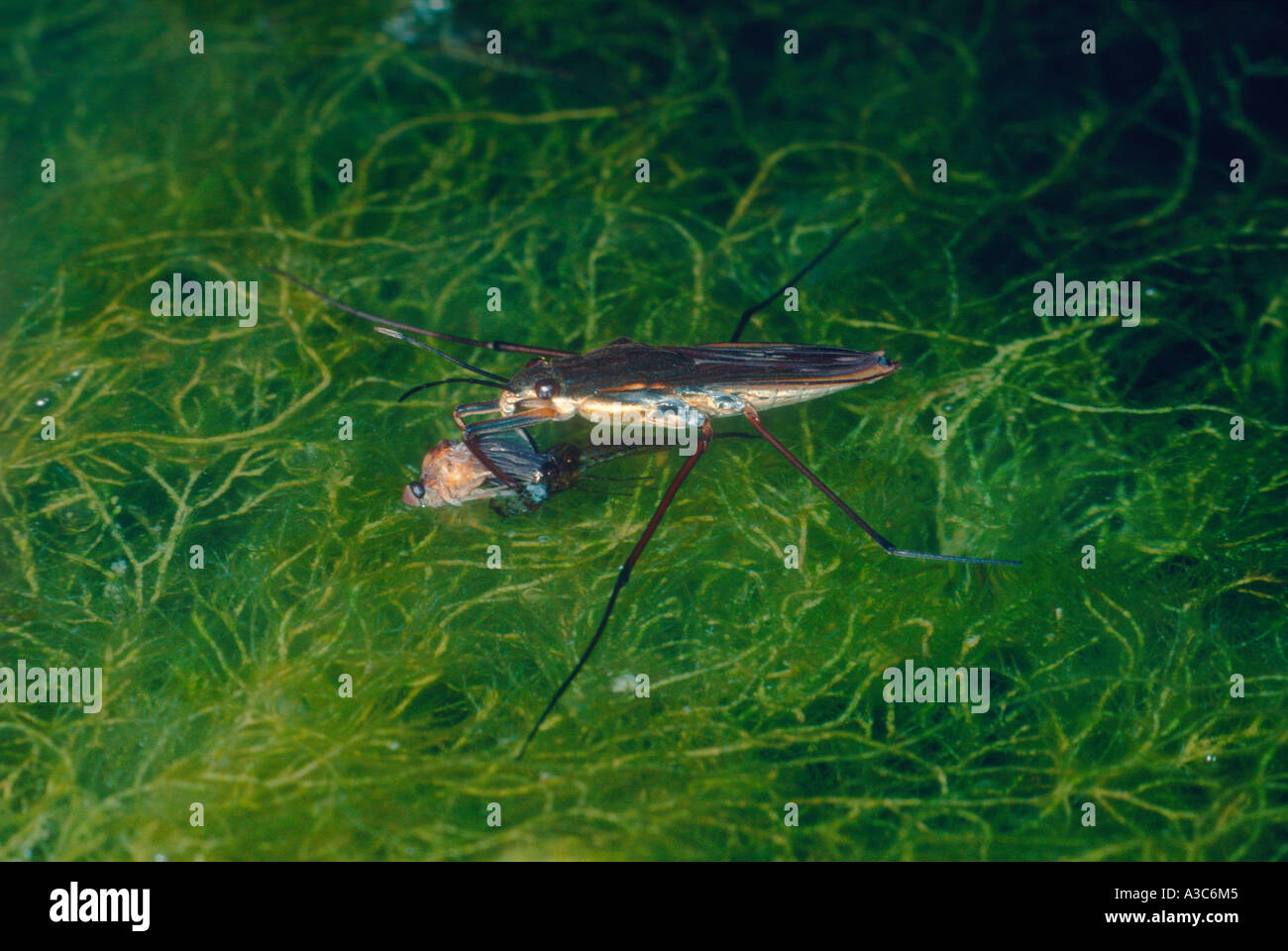 Pond skater prey hires stock photography and images Alamy