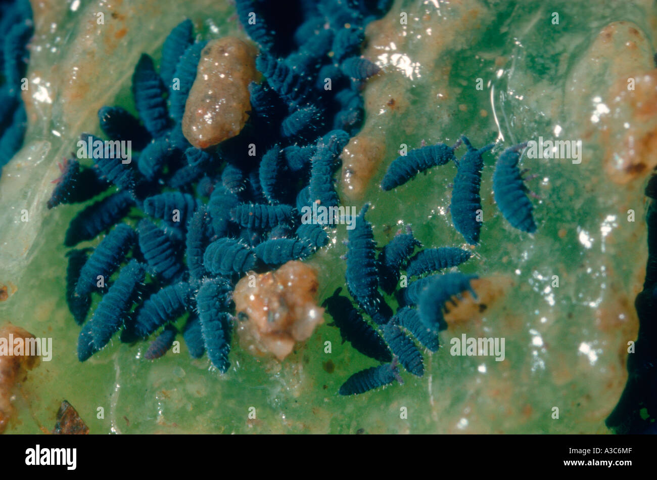 Springtails, Order Collembola. Group eating a fruit Stock Photo