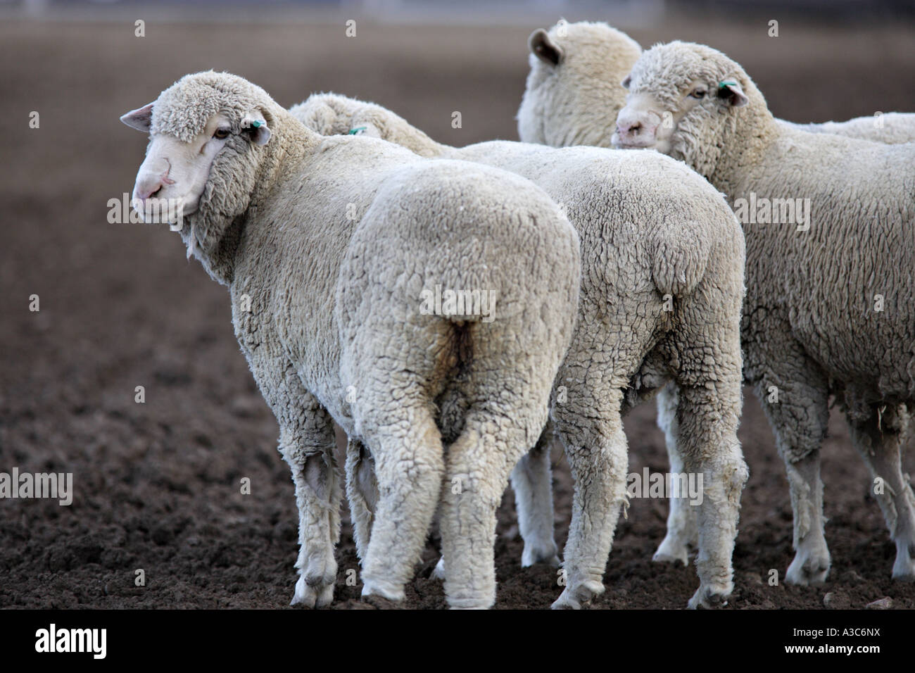 Group of Sheep Stock Photo Alamy