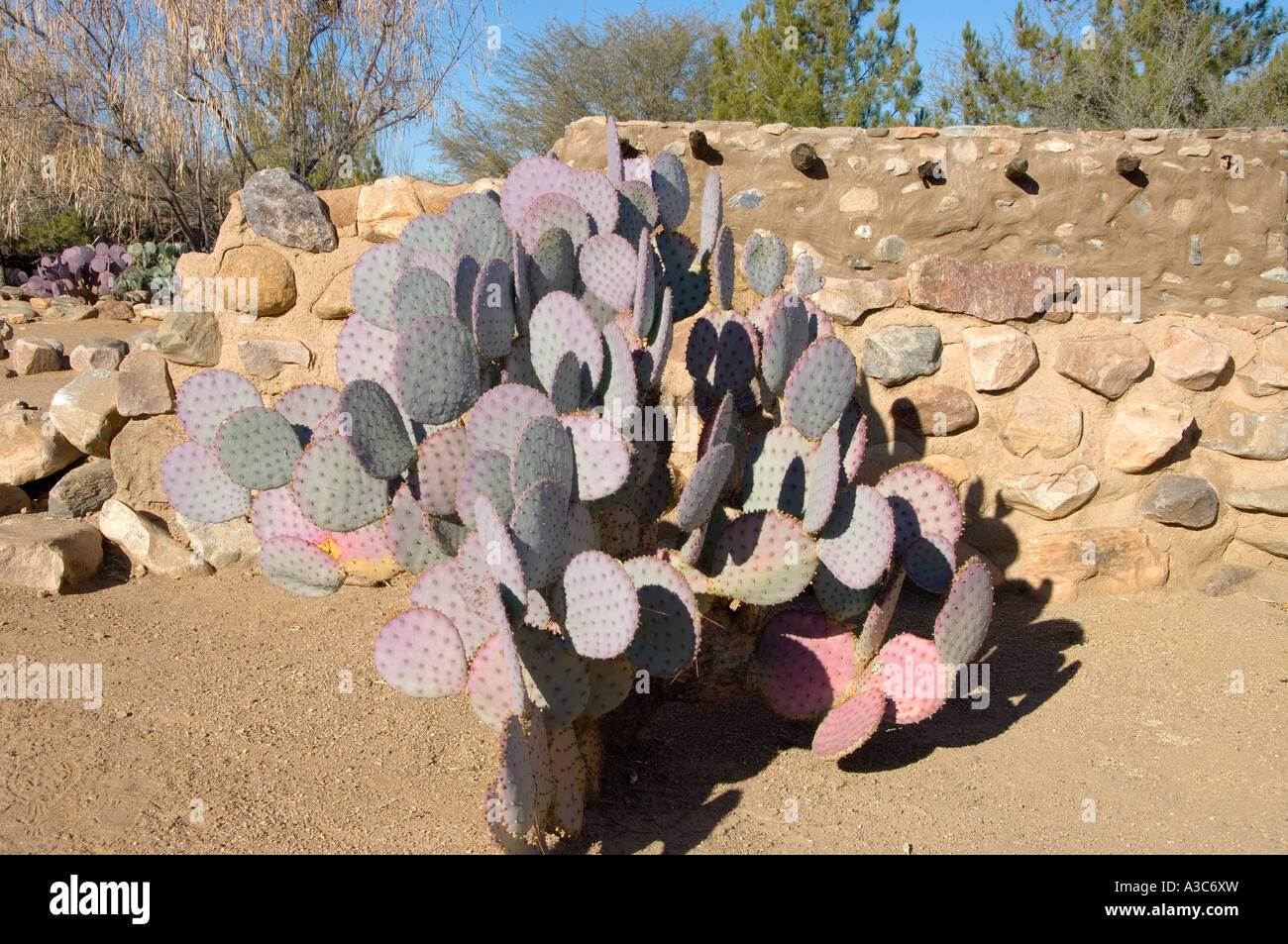 Purple cactus and adobe wall,3. Stock Photo