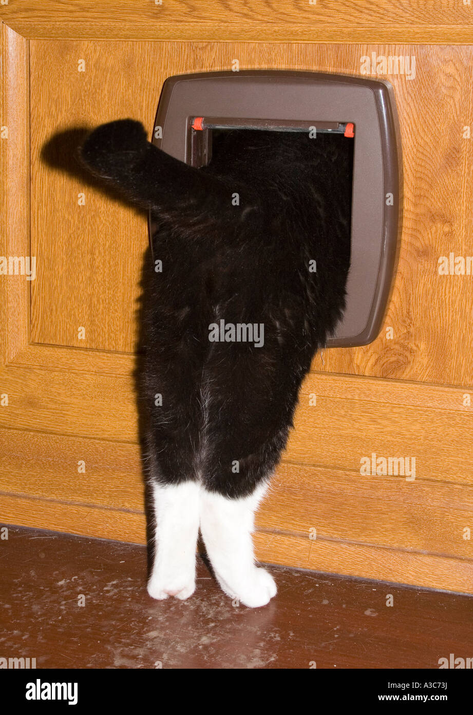 Tail and back legs of cat going through cat flap in door Wales UK Stock Photo