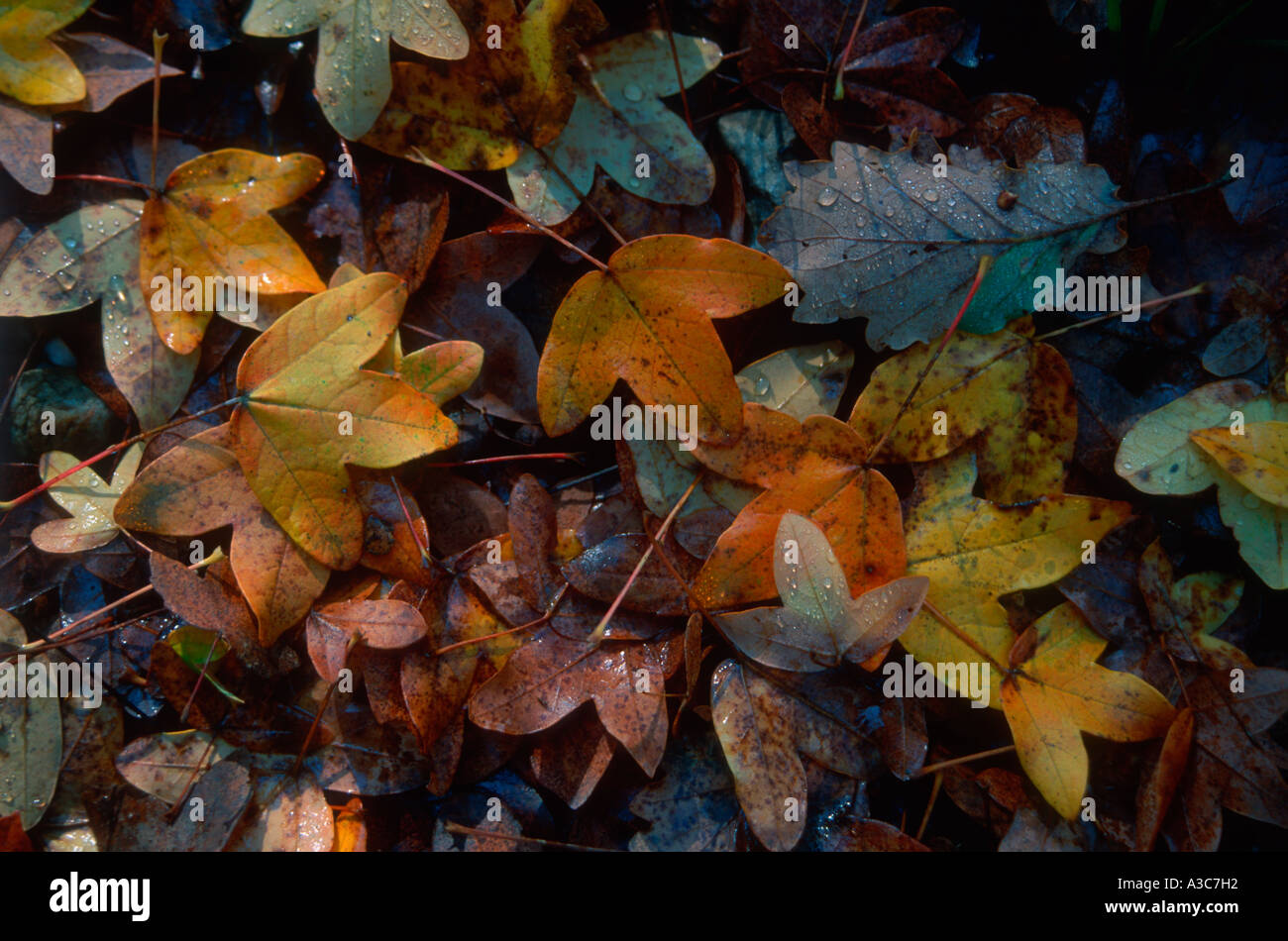 Autumnal season. Different leaves on ground Stock Photo