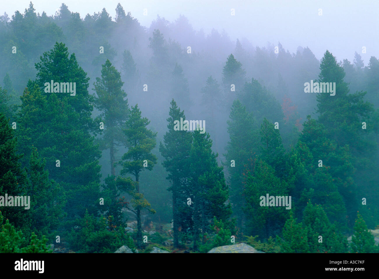 Mist on Pine forest, Pinus mugo Stock Photo