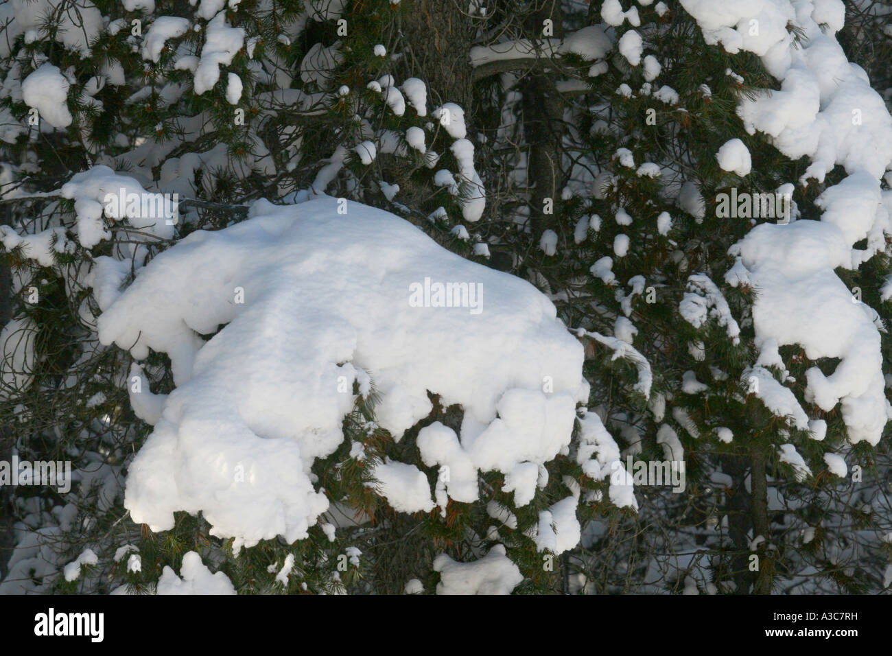 Tree limbs white snow hi-res stock photography and images - Alamy