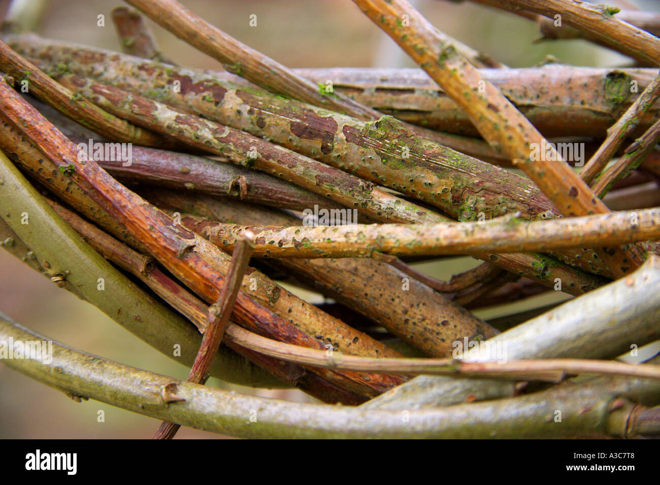 Twisted Willow Stock Photos Twisted Willow Stock Images - 