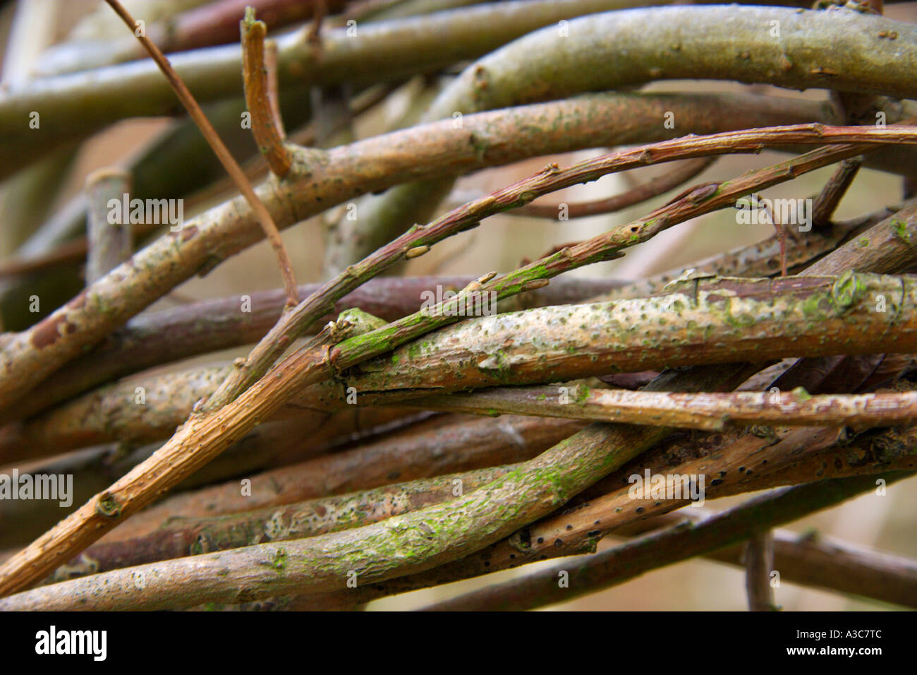 Twisted Willow Stock Photos Twisted Willow Stock Images - 