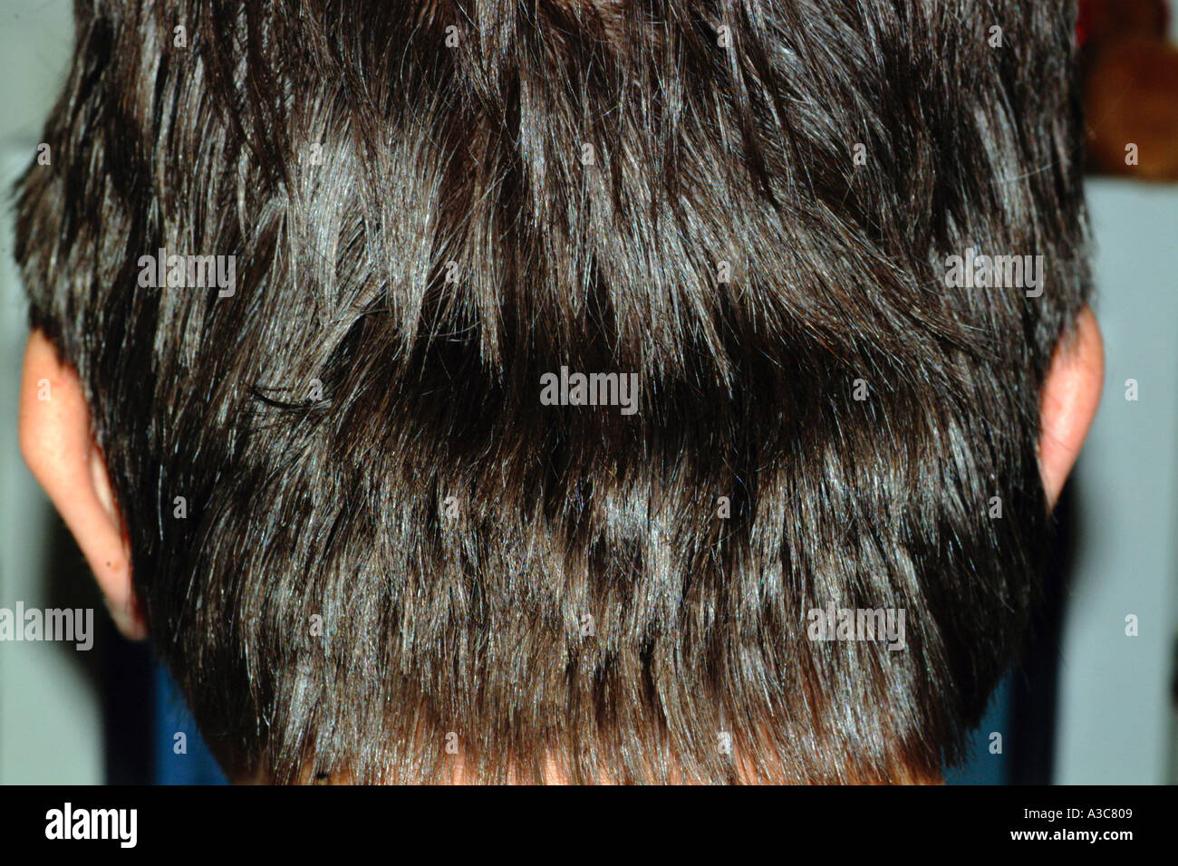 a head of hair Stock Photo Alamy