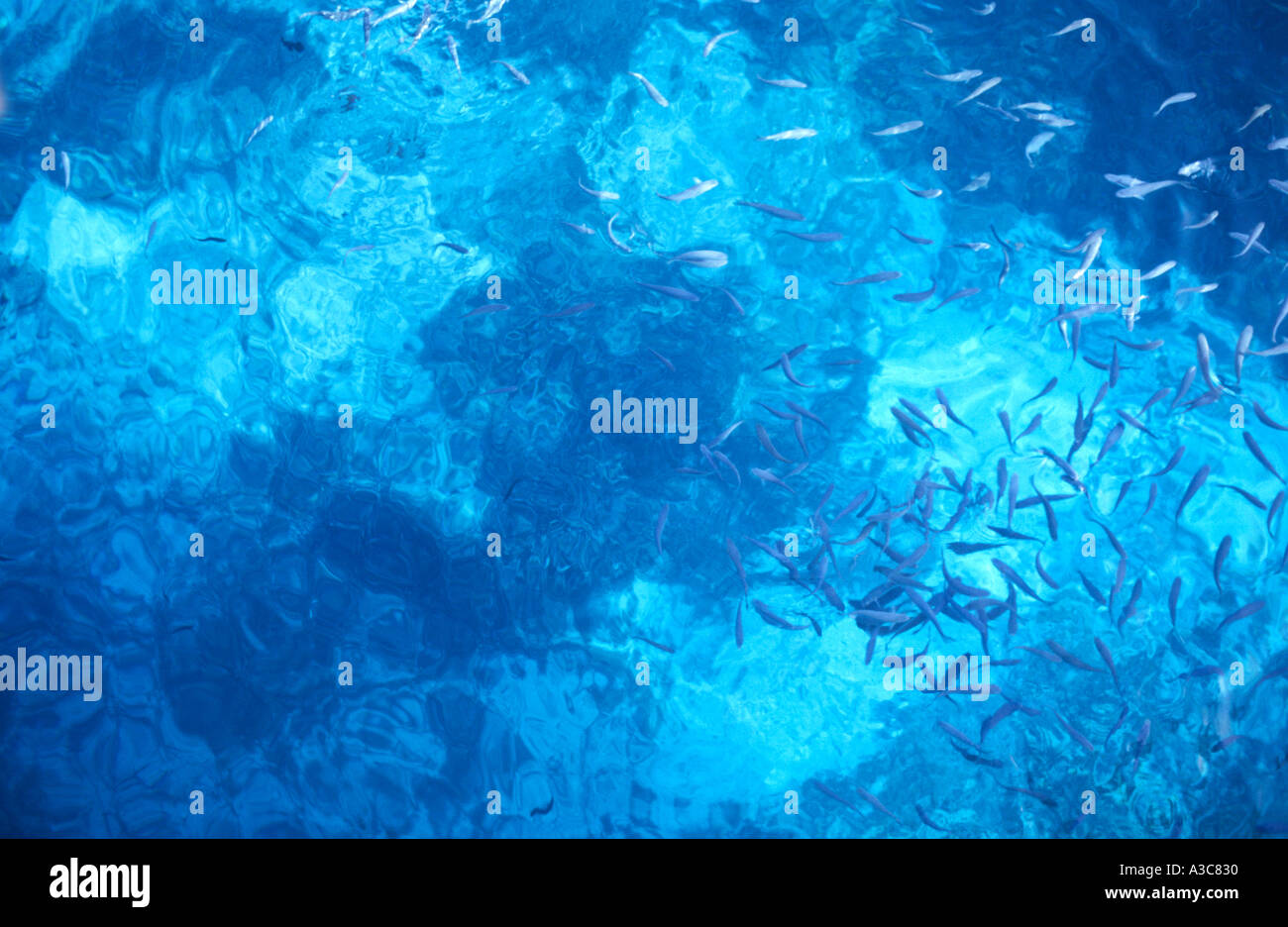 Fish in a blue Mediterranean Sea Stock Photo