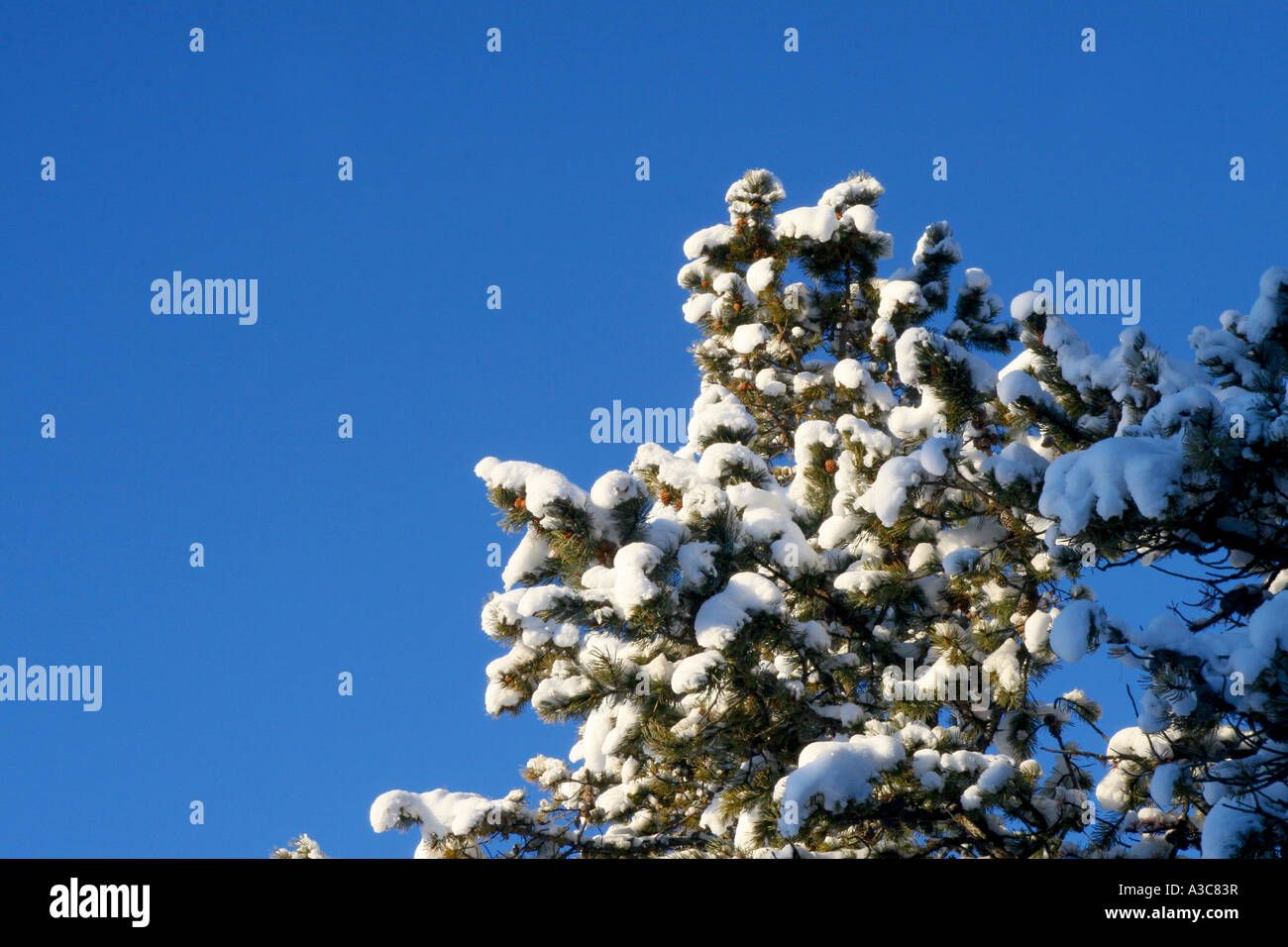 Evergreen trees with frost hi-res stock photography and images - Alamy