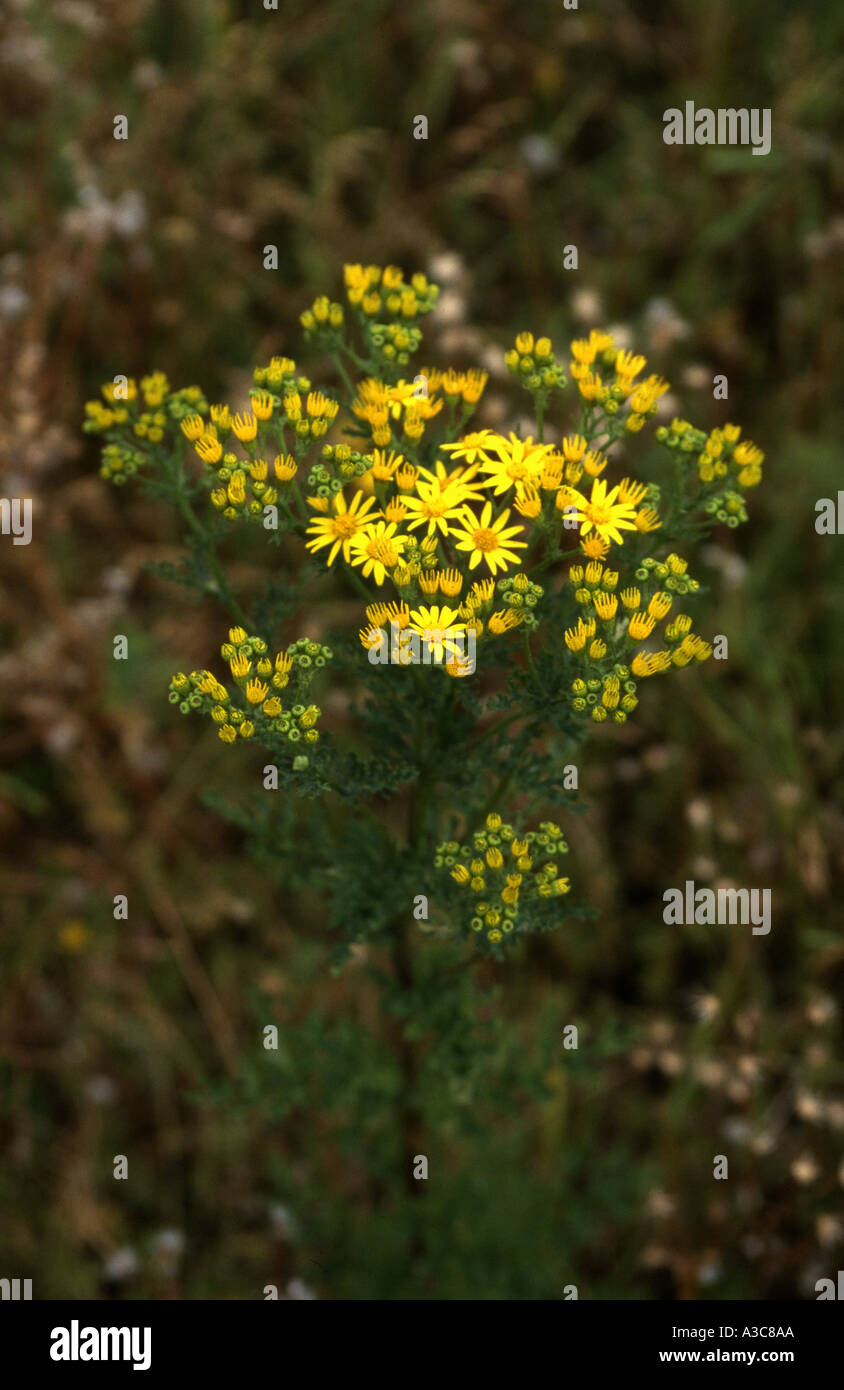 Common ragwort flower hi-res stock photography and images - Alamy