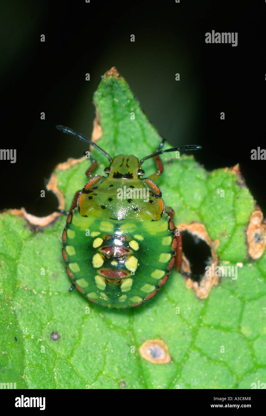 Zoology animals insect shield bug hi-res stock photography and images ...