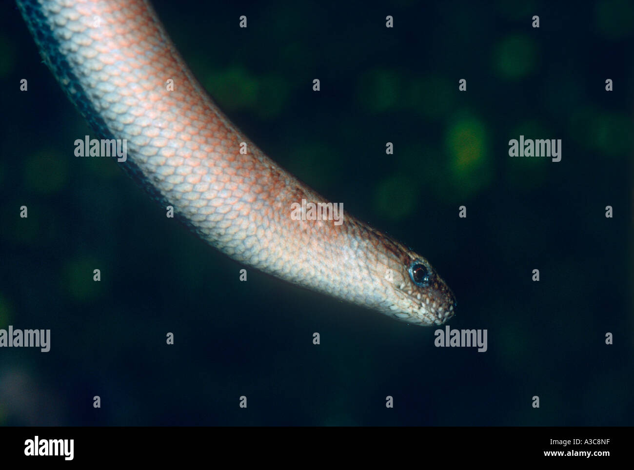Slow Worm, Anguis fragilis. Head close-up Stock Photo - Alamy