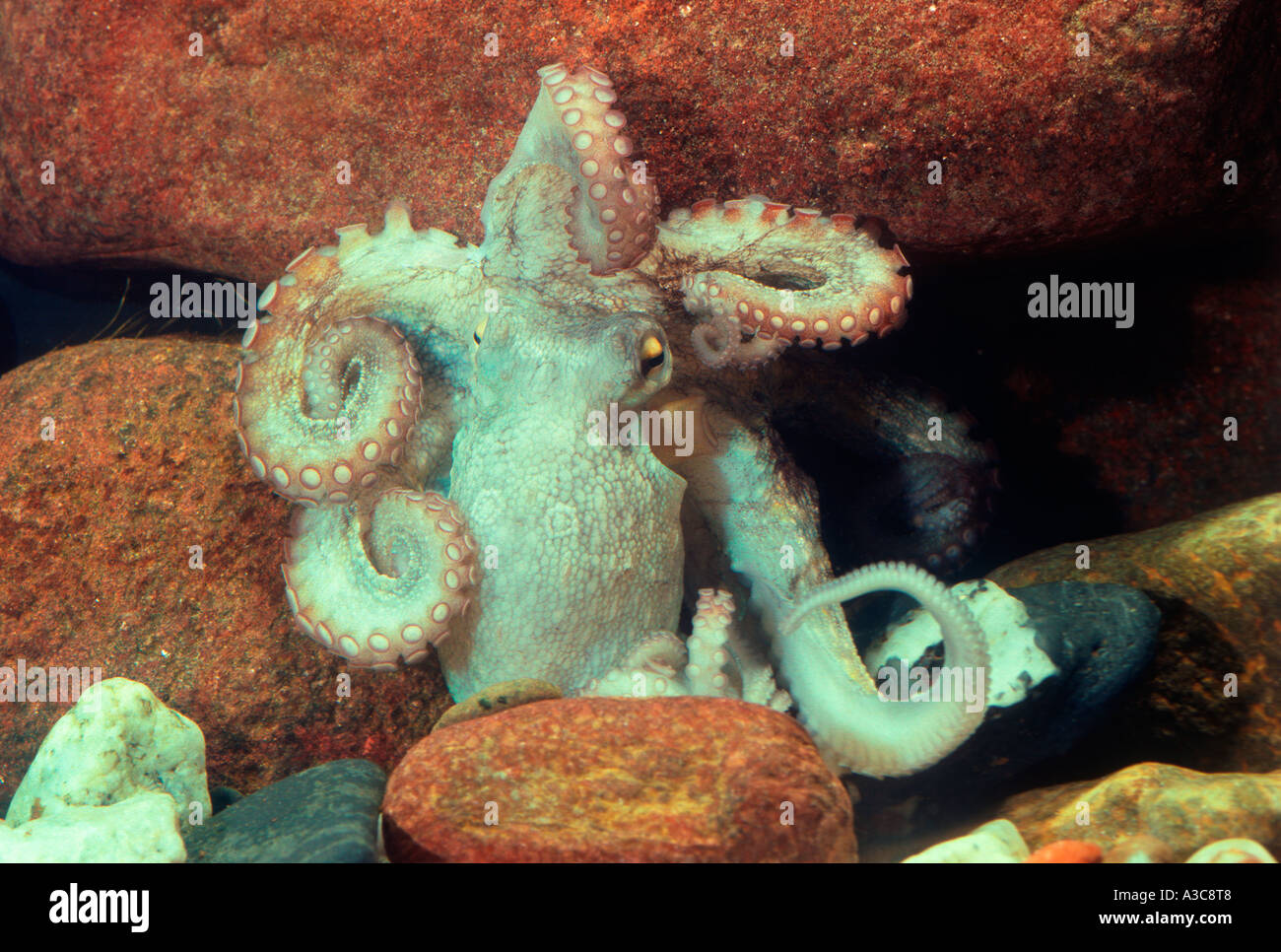 Common Octopus, Octopus vulgaris Stock Photo