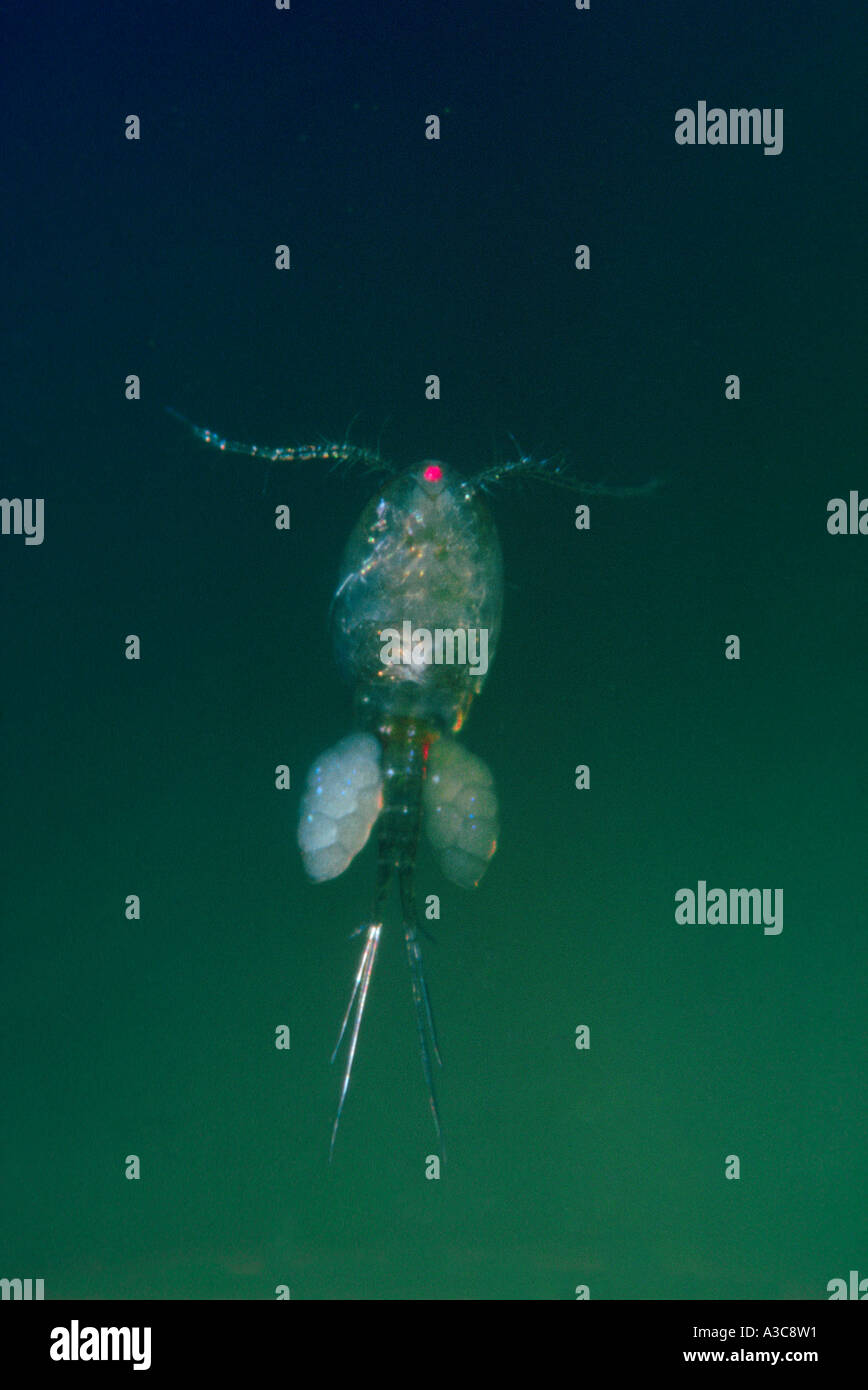 Freshwater Copepod, Cyclops sp. Female with eggs Stock Photo