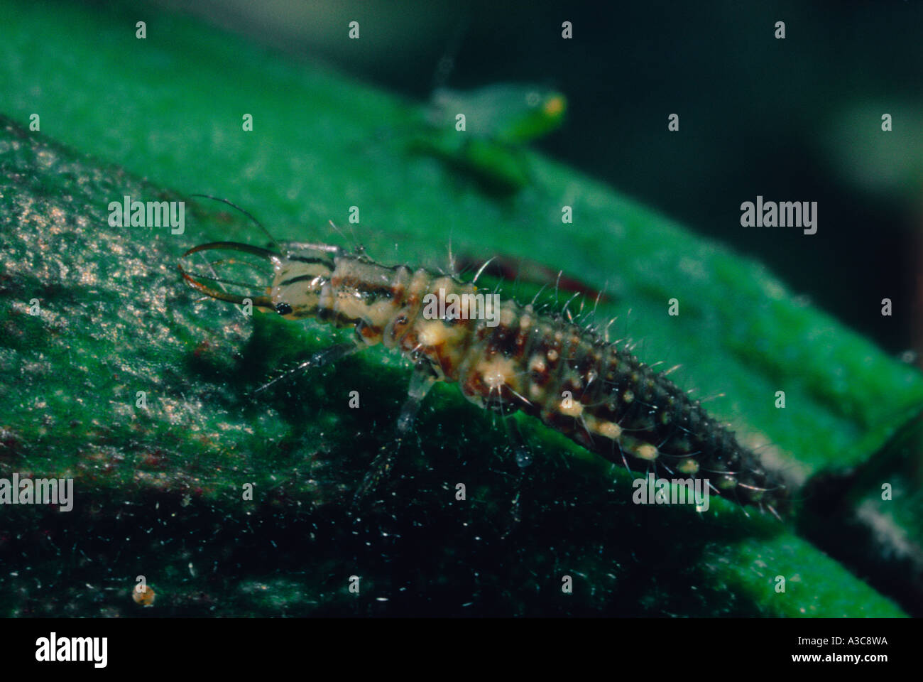 Green Lacewing, Family Chrysopidae. Larva on leaf Stock Photo
