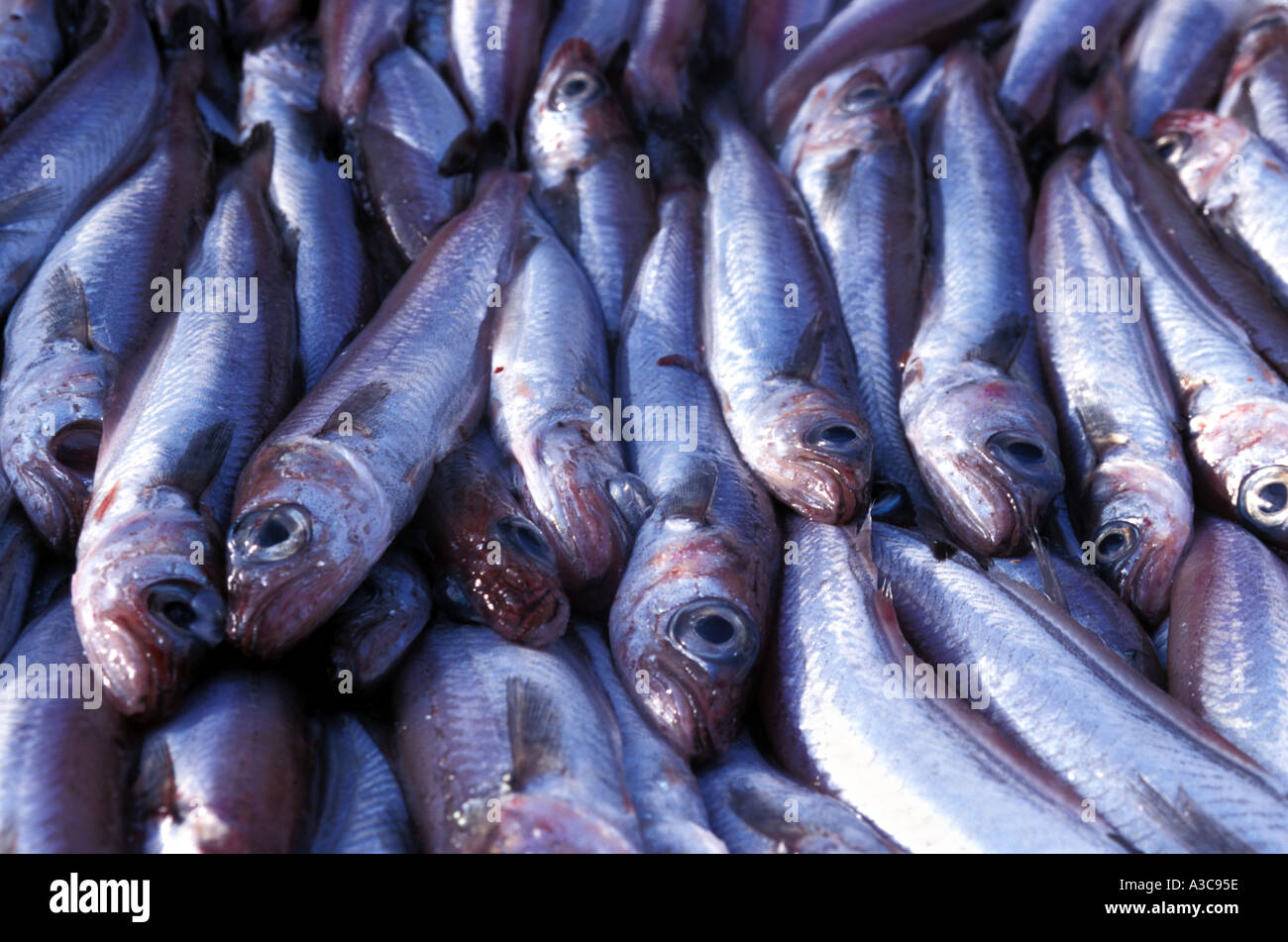 Whiting fish hires stock photography and images Alamy