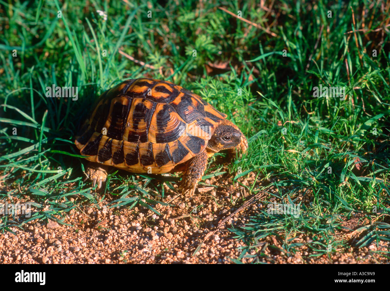 Hermann´s Tortoise, Testudo hermanni Stock Photo - Alamy