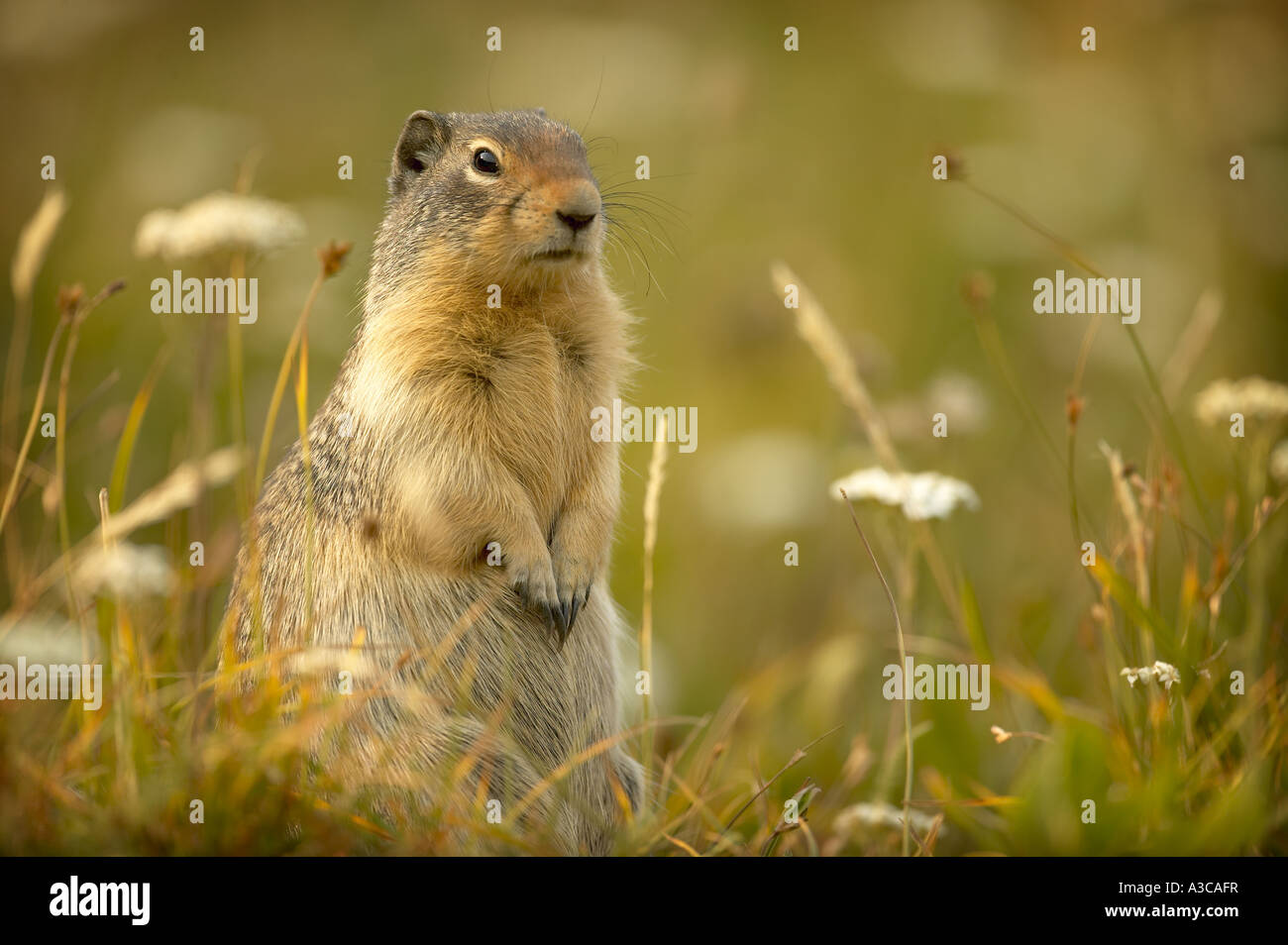 Richardsons Ground Squirrel ( Spermophilus richardsonii Stock Photo - Alamy
