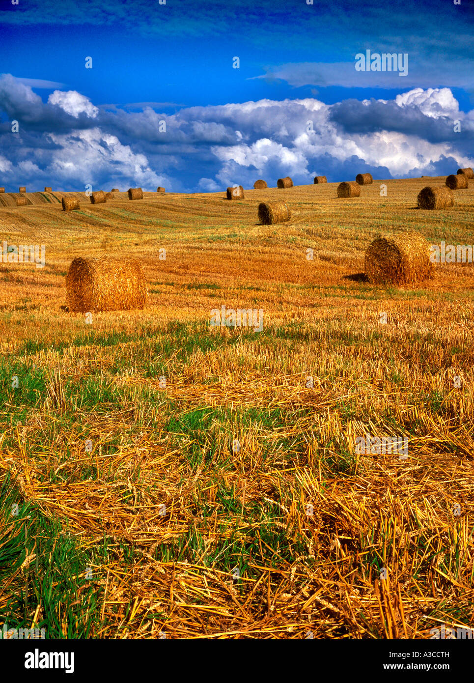 hay bails in field on sunny day Stock Photo