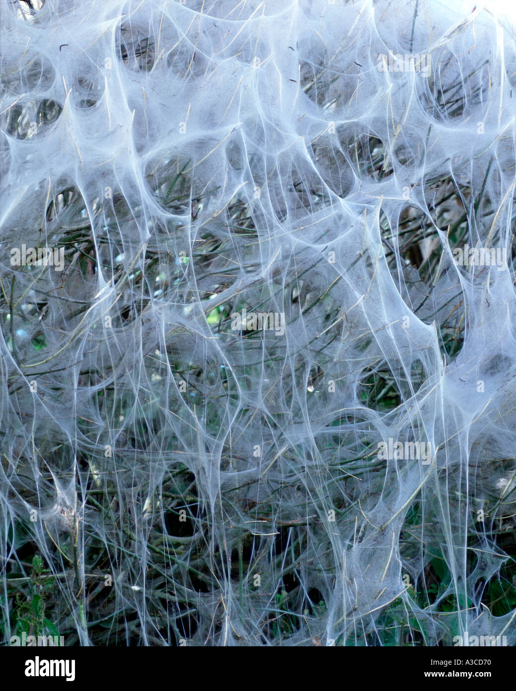 Silken web spun by spindle ermine moth Yponomeuta cagnagella covering hedgerow in Wiltshire UK Stock Photo