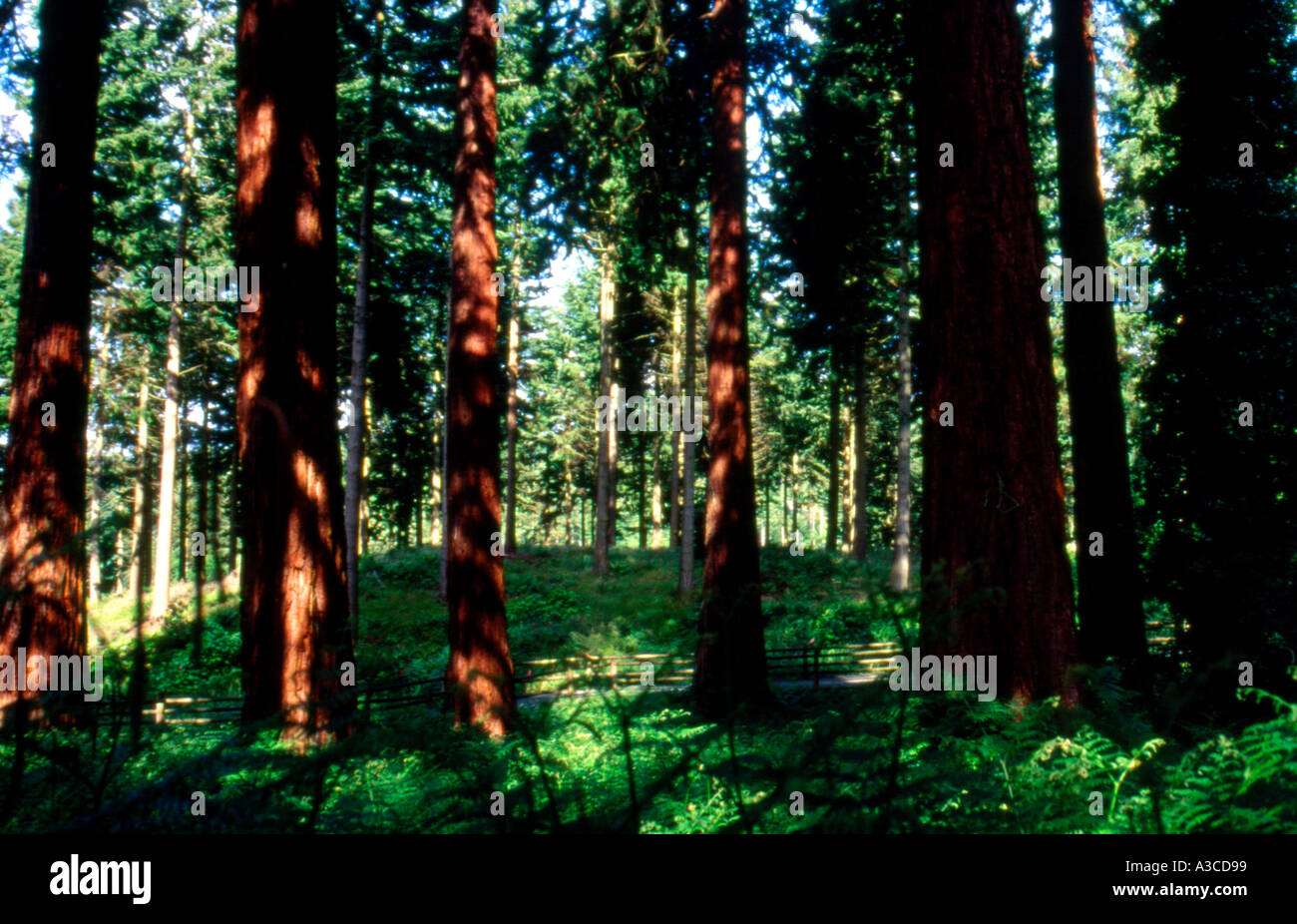 Giant trees hi-res stock photography and images - Alamy