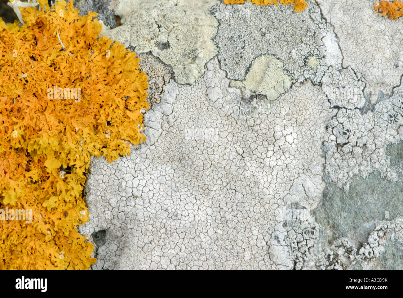 Grey and orange lichens growing on rocks on the sea cliffs above St Ives Bay St Ives Cornwall England UK 13 September 2006 Stock Photo