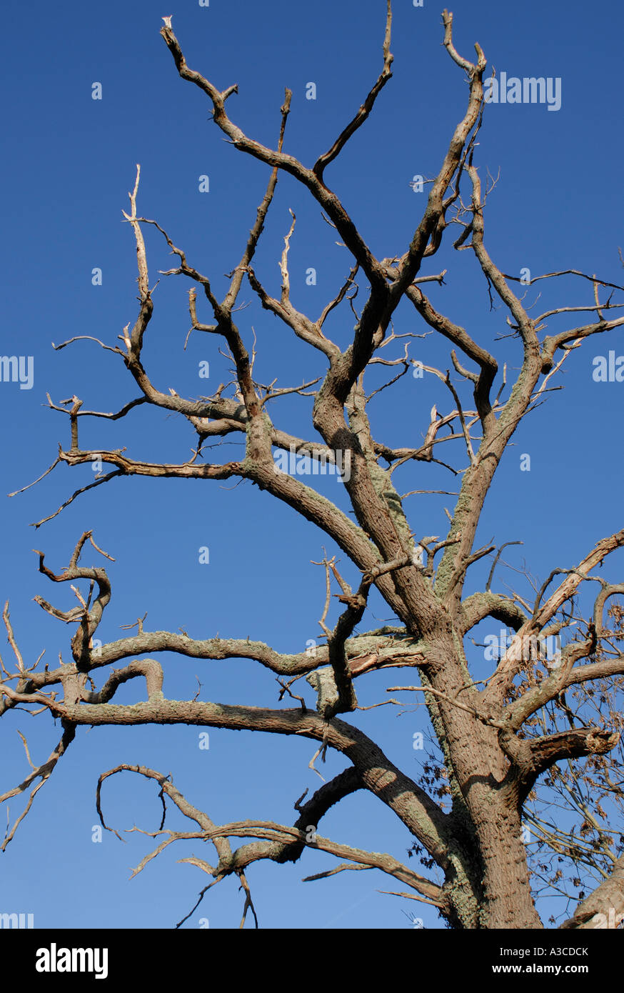 The branches of a dead Oak Quercus species tree against a clear blue ...