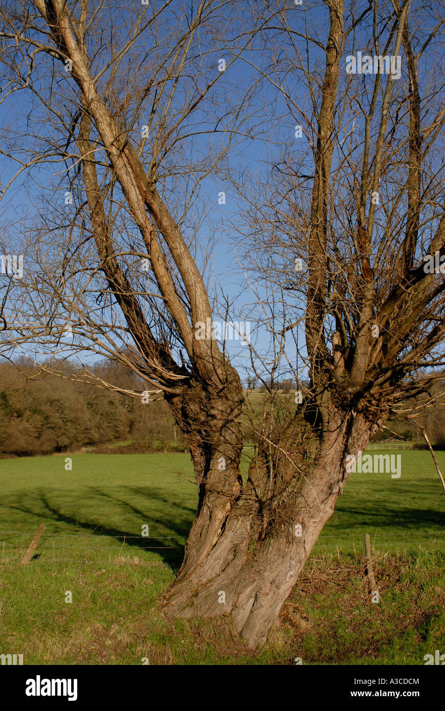 An old coppiced willow Salix species tree against a clear blue sky Speldhurst Kent England UK 01 January 2007 Stock Photo