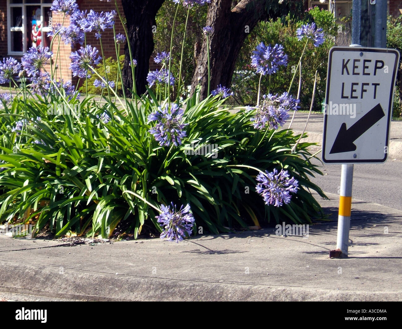Roadside flowers, Manly , Sydney , New South Wales, Australia Stock