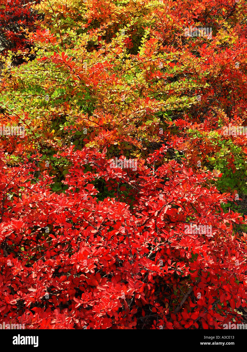 Berberis thunbergii Autumn colour Stock Photo