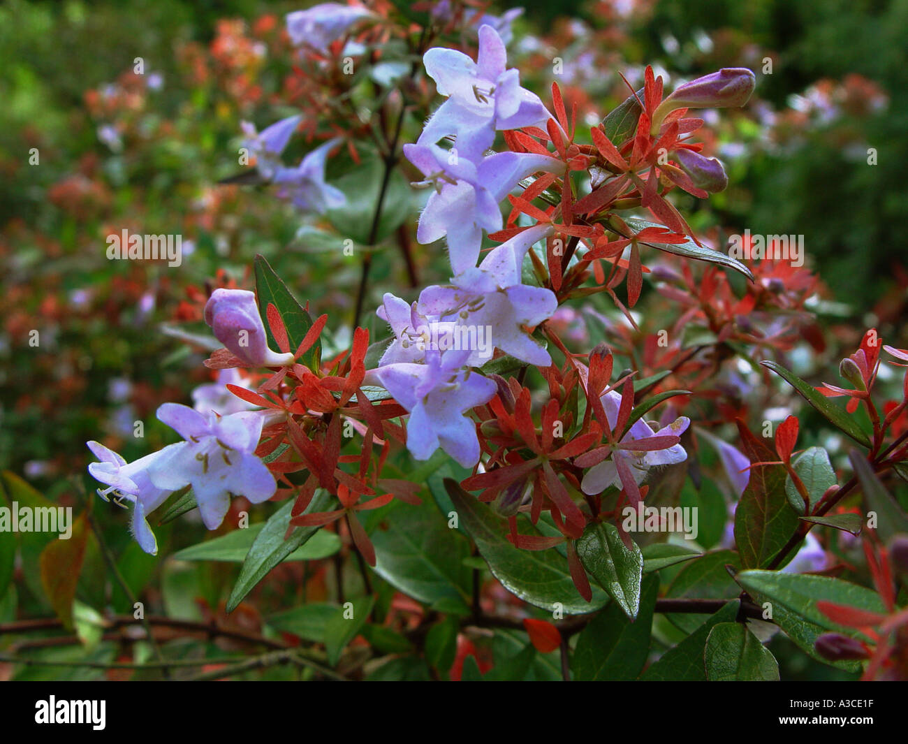 Abelia grandiflora in garden shrub border Stock Photo