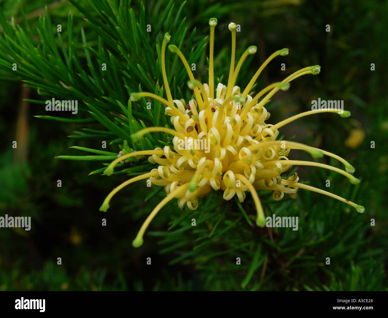 Grevillea juniperina f sulphurea in garden shrub border Stock Photo
