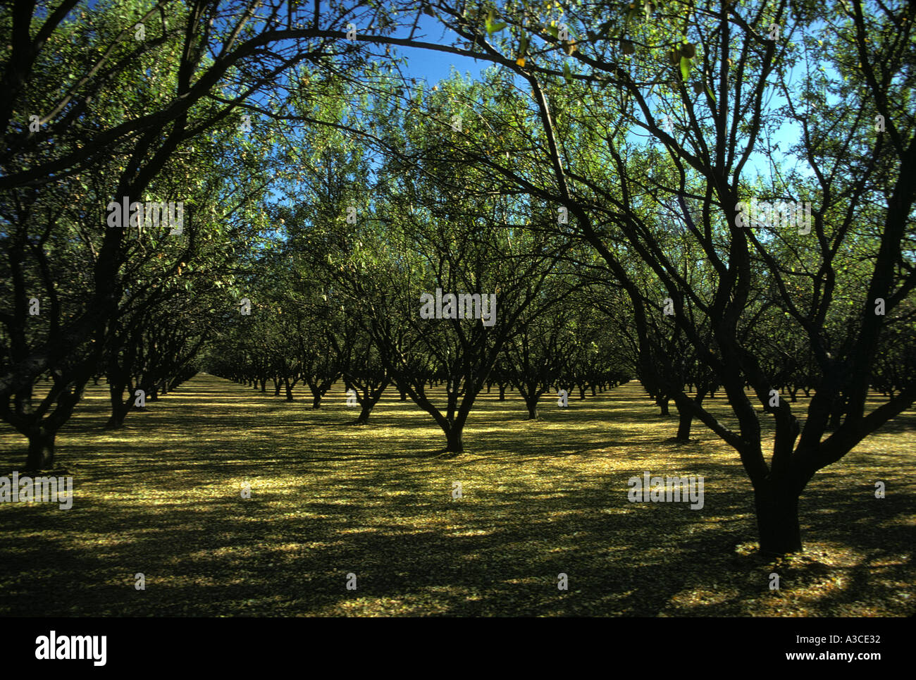 Cherry tree california orchard hires stock photography and images Alamy