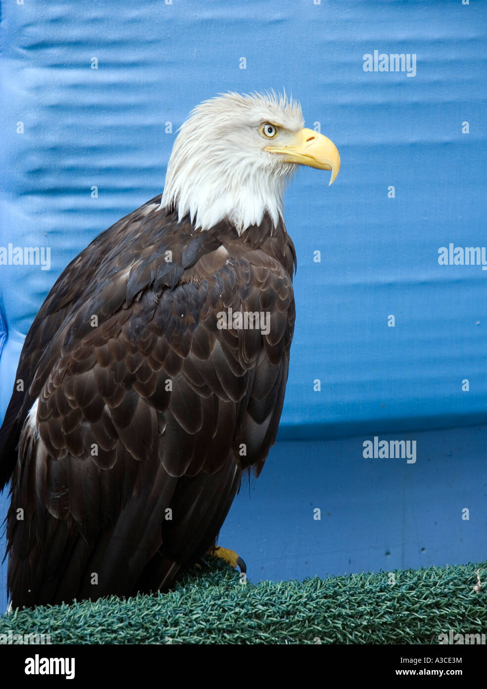 American Bald Eagle in captivity Stock Photo Alamy