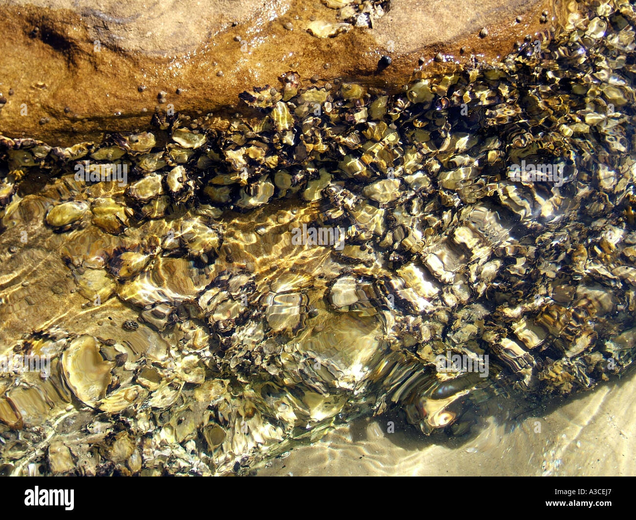 Oysters growing on rocks Manly,Sydney New South Wales Australia Stock Photo Alamy