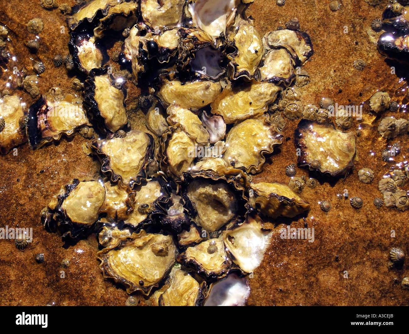 Oysters growing on rocks Manly,Sydney New South Wales Australia Stock Photo Alamy