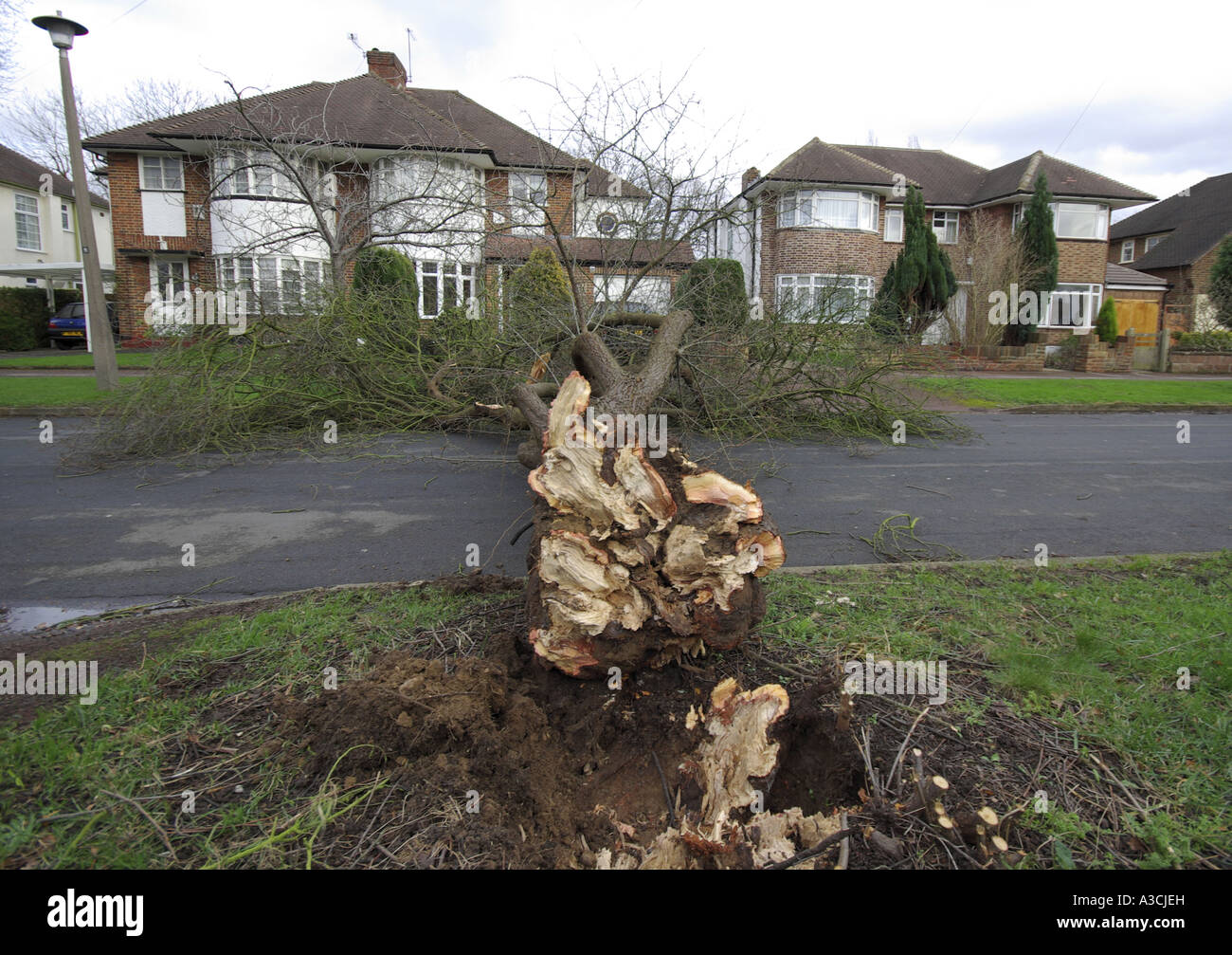 A tree blown down in a suburban street in Thames Ditton Surrey 18