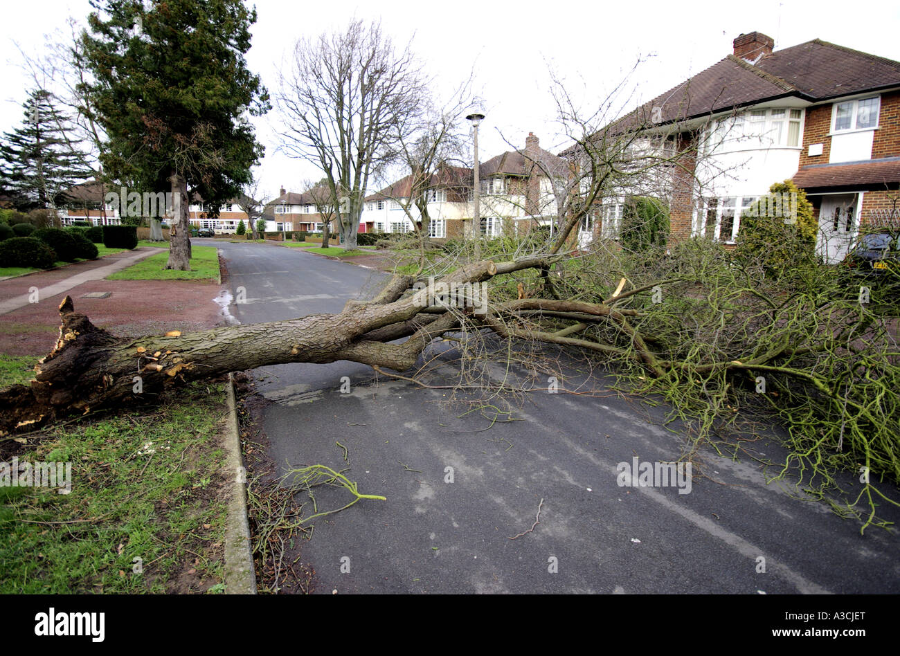 A tree blown down in a suburban street in Thames Ditton Surrey 18