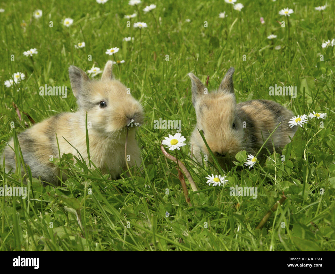 Dwarf Rabbits Two dwarf rabbit (Oryctolagus cuniculus f. domestica), two young animals on ...