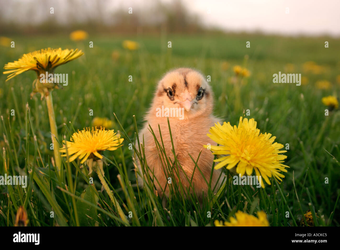 Spring Chicken in Grass Stock Photo - Alamy